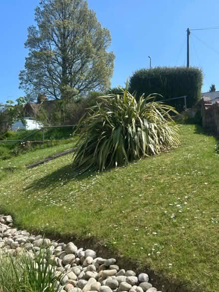 Photo of free Large Phormium Plant (Brighton) #1