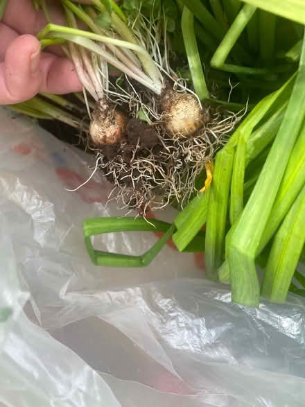 Photo of free Bulbs - random mix (TW1 St Margaret’s) #2