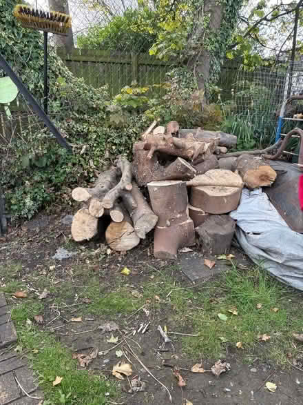 Photo of free Tree trunks (Restalrig EH7) #3