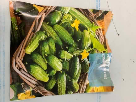 Photo of free Cucumber seedlings (Quernmore LA1) #2