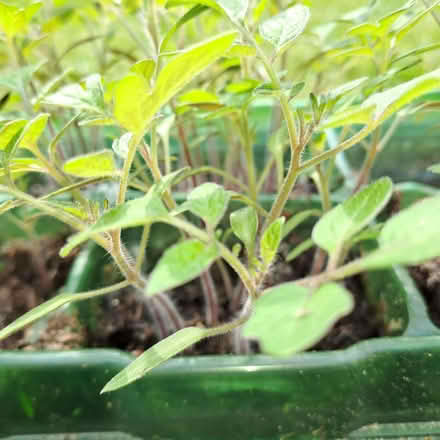 Photo of free Tomato plant seedlings (Orton Waterville) #2