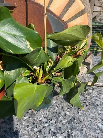 Photo of free 3 House plants in need of TLC (Lewes Nevill area) #4