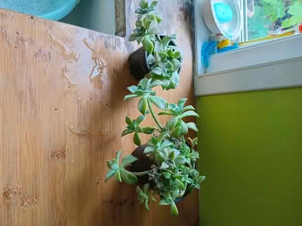 Photo of free 2 pots of succulent plants (Eastbourne BN20) #1