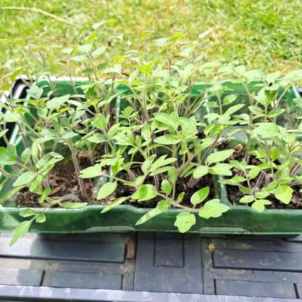 Photo of free Tomato plant seedlings (Orton Waterville) #1