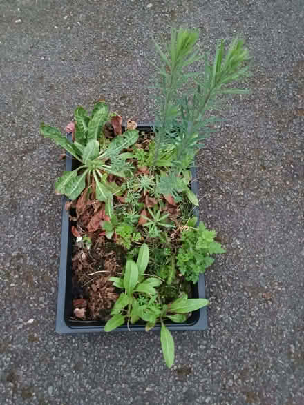 Photo of free Mixed seedlings (Hockley Port B18) #1