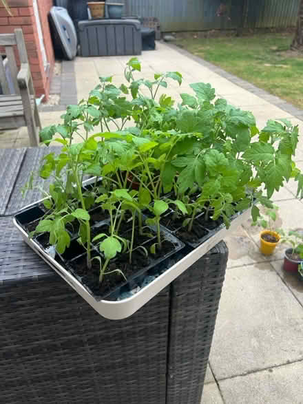 Photo of free Tomato plants (Sutton Coldfield B73) #1