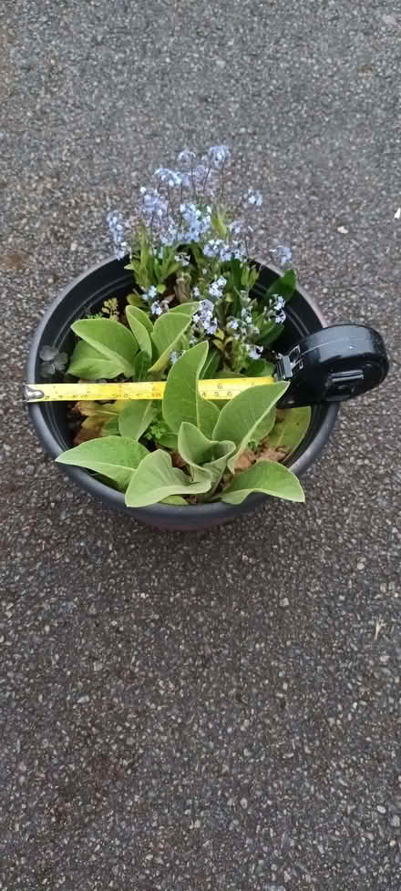 Photo of free Verbascum seedlings (Hockley Port B18) #2