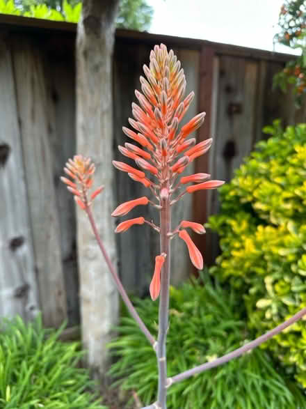Photo of free Aloe Vera Plants (West San Jose 95128) #2