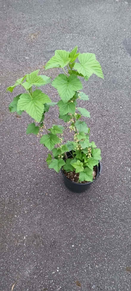 Photo of free Blackcurrant (Hockley Port B18) #1
