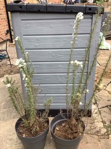 Photo of free 2 shrubs (Ballards CR2) #1
