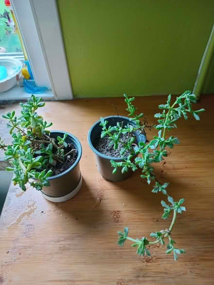 Photo of free 2 pots of succulent indoor plants (Eastbourne BN20) #2