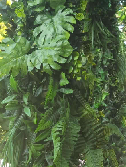 Photo of Hanging faux plants (Framfield TN22) #1