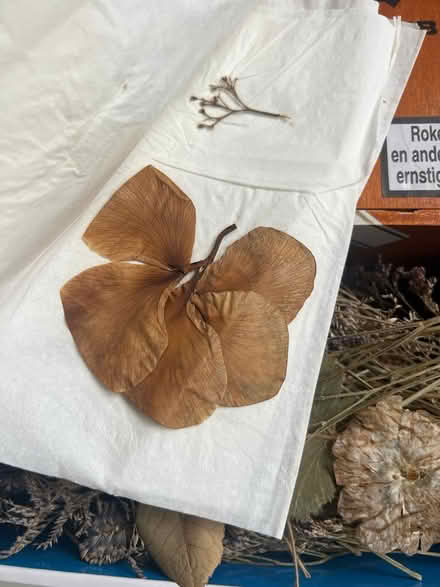 Photo of free Herbarium, dried leaves and sticks (Wimbledon, SW19) #3