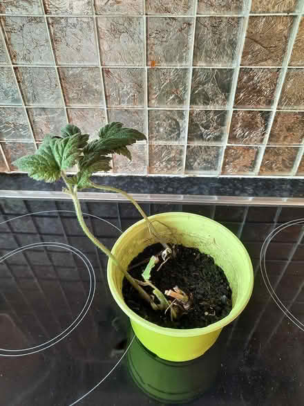 Photo of free Pink Japanese anemone cutting (Morden SM4) #4
