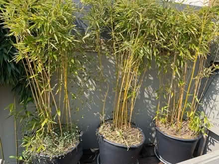 Photo of free Bamboo (KT13 Weybridge) #1