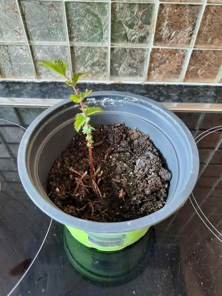 Photo of free Meadowsweet seedling attracts bees (Morden SM4) #4