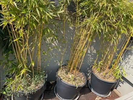 Photo of free Bamboo (KT13 Weybridge) #2