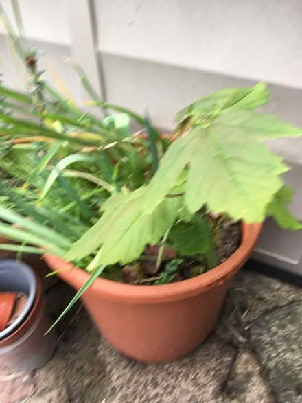 Photo of free Acer trees (Molesey KT8) #1