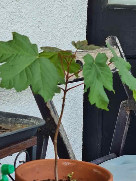 Photo of free Sycamore sapling in pot (BS5) #1