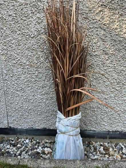 Photo of free Decorative dried grasses (Upminster RM14) #1