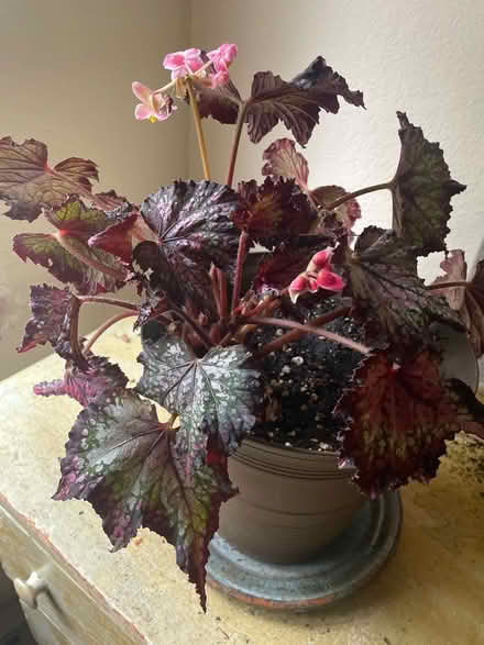 Photo of free Plant (N. Shoreline / 15th Ave NE) #1