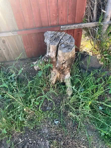 Photo of free Tree stump (NG10) #1