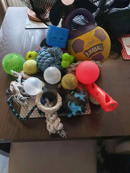 Photo of free Dog 🐕 toys (Cheney Manor SN2) #1