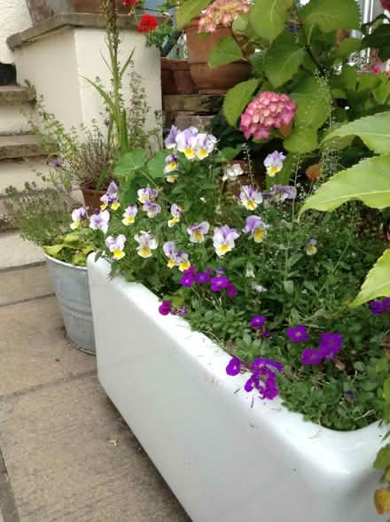 Photo of Interesting planters (New Brighton, CH45) #1