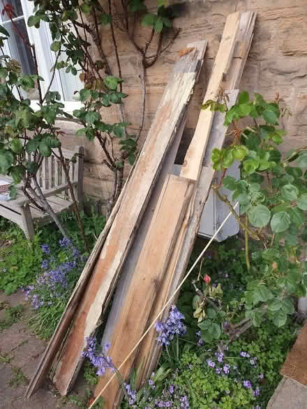 Photo of free Old floor boards (Bruntsfield EH10) #1