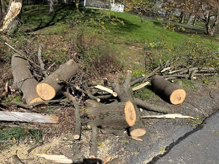 Photo of free Norway maple logs (Northeast Ithaca) #1