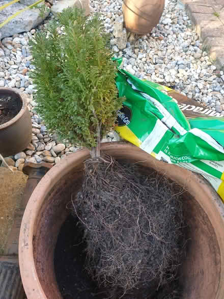 Photo of free Conifer (TN38) #1