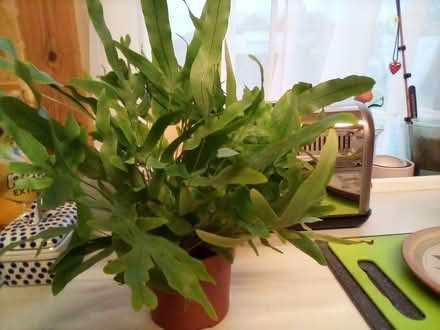 Photo of free Plant (Riverside FK8) #1