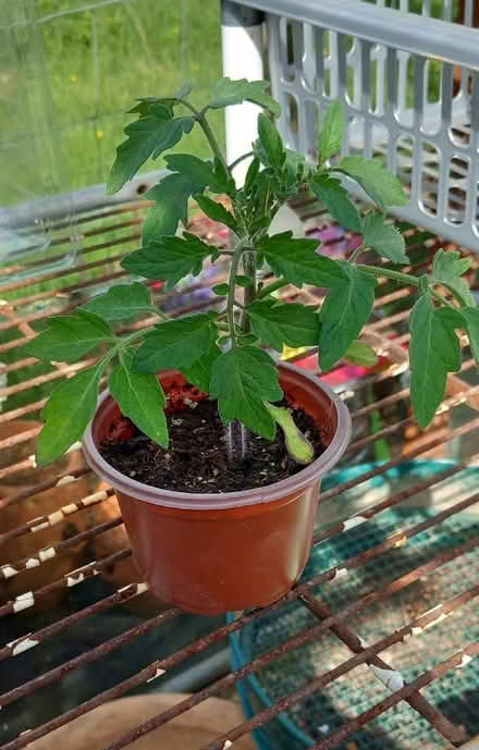 Photo of free Tomato Plants (Llandegley LD1) #1