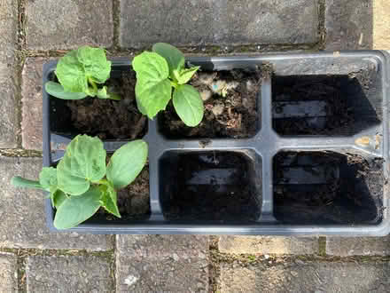 Photo of free Cucumber seedlings (Quernmore LA1) #1