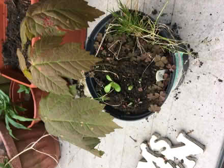 Photo of free Acer trees (Molesey KT8) #2