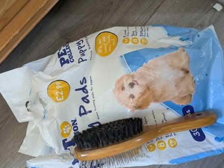 Photo of free Puppy pad and brush (Longlevens, Gloucester) #1