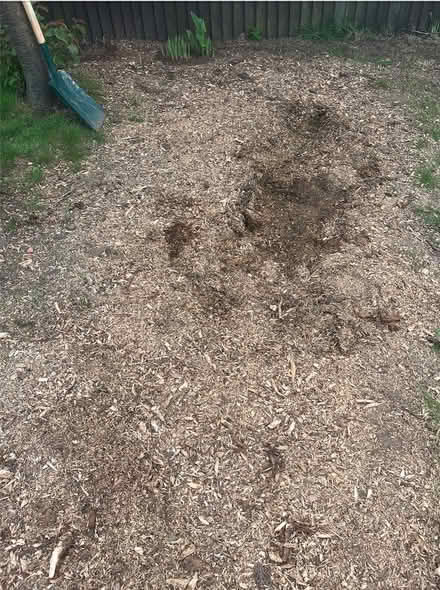 Photo of free Wood chippings (Southhouse EH17) #3