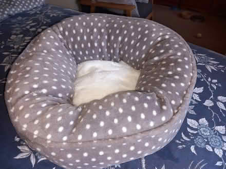Photo of free Cat Bed (OX4 Temple Cowley) #1