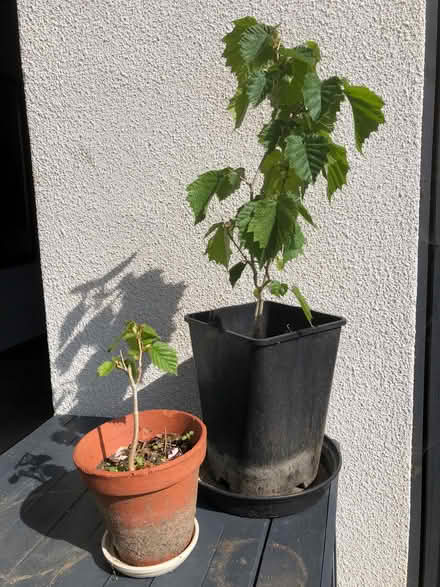 Photo of free Hazel trees (Florence Park OX4) #1