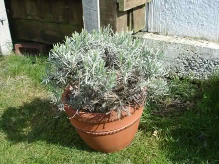 Photo of free Two lavender plants (large variety) (Coleview SN3) #1