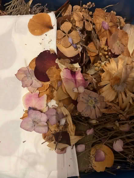 Photo of free Herbarium, dried leaves and sticks (Wimbledon, SW19) #1