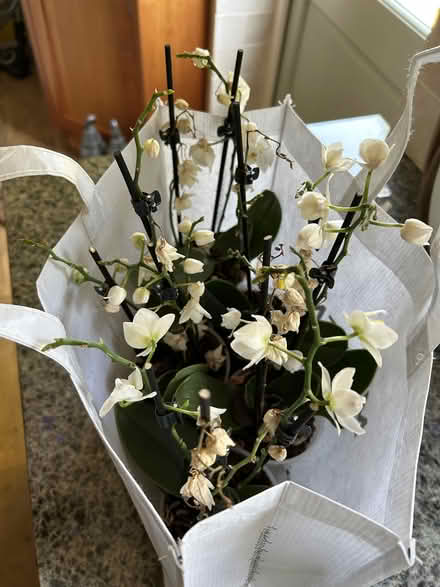 Photo of free Mini orchids (Wimbledon Chase, SW20) #1