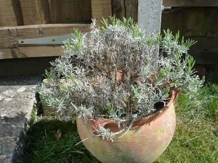 Photo of free Two lavender plants (large variety) (Coleview SN3) #2