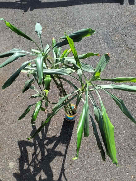 Photo of free Dragon tree rooted cuttings (Hockley Port B18) #1