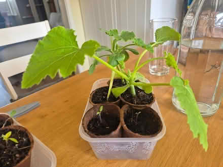 Photo of free Seedlings (Paddock Wood, village) #1