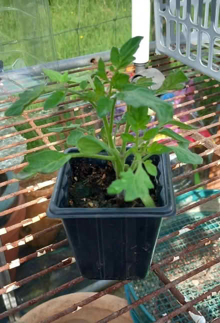 Photo of free Tomato Plants (Llandegley LD1) #2