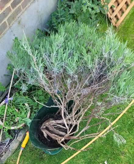 Photo of free Mature Lavender (WOKING St Johns GU21) #1