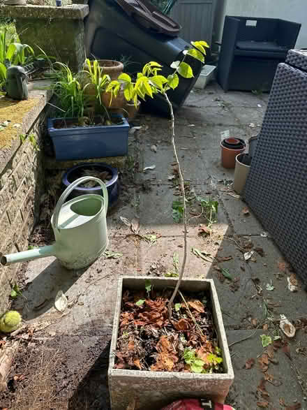 Photo of free Walnut sapling (Sanderstead) #1