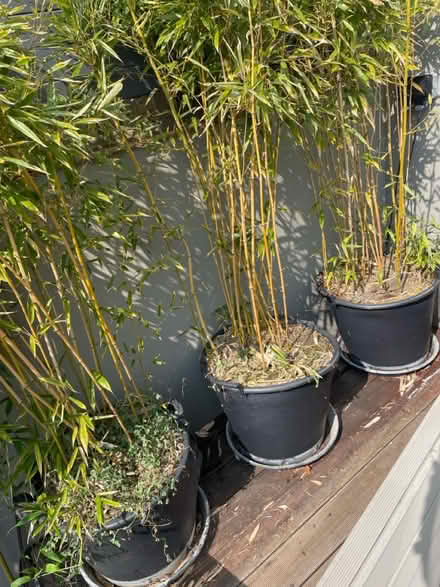 Photo of free Bamboo (KT13 Weybridge) #3