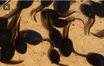 Photo of Frog eggs or tadpoles (Palmer/ware area) #1